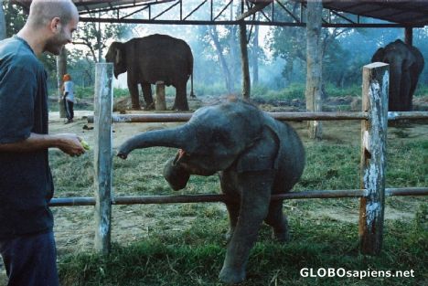 Postcard Elephant breeding sanctuary