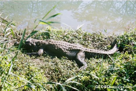 Postcard Man eating Crocodile