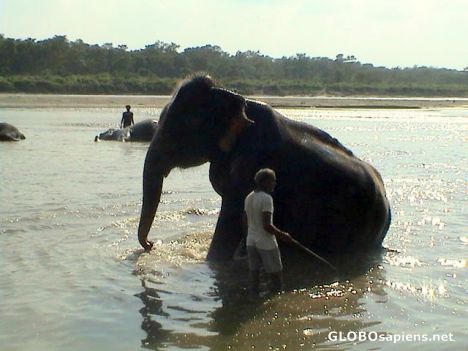 Postcard How to bath an elephant...