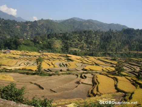 Postcard Rice paddy - step farming