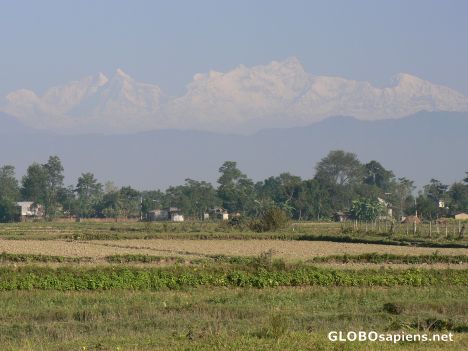 Postcard The rice paddies of Chitwan