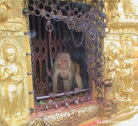 Postcard Monkey on the altar