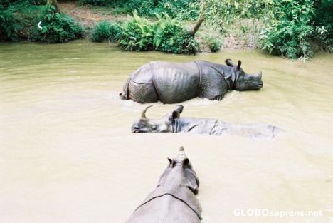 Postcard Moody rhinos!
