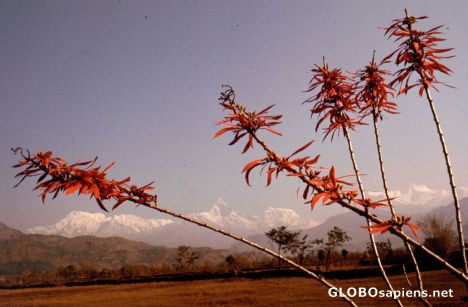 Postcard Pokhara