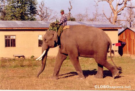 Postcard Elephant sanctuary