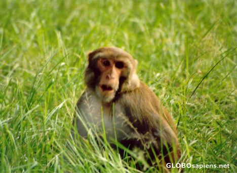 Postcard Monkey at Chitwan