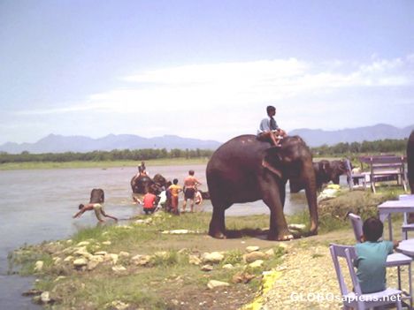 Postcard Elephant Bathing Time