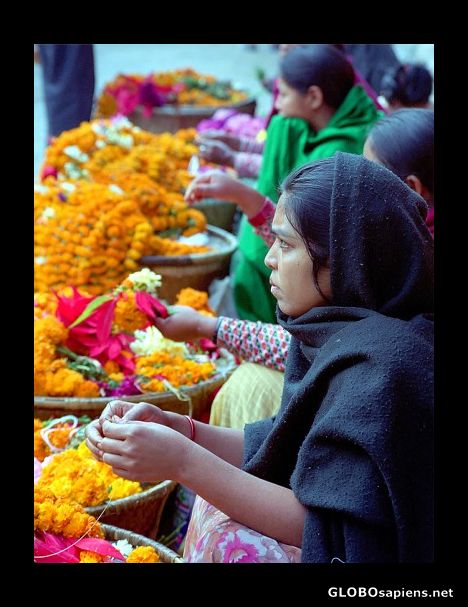 Postcard Marigold offerings, Nepal