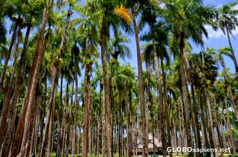 Postcard Paramaribo (SR) - the Palmentuin