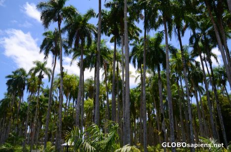 Postcard Paramaribo (SR) - the main Palms' Park