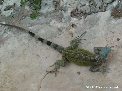 Postcard Wildlife of Curacao
