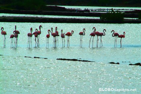 Postcard Curacao - flamingoes
