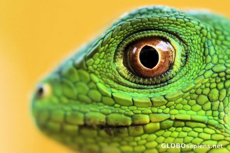 Postcard Iguana eye