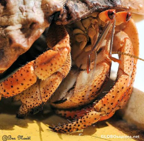 Postcard Hermit Crab