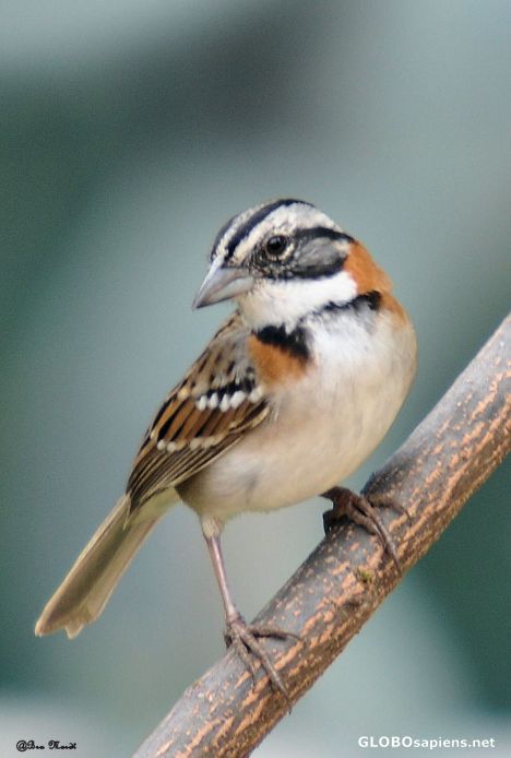 Postcard Rufous-collared Sparrow