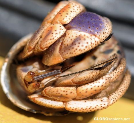 Postcard Hermit crab