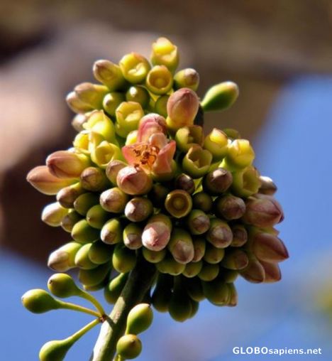 Postcard Flower of the Capoc Tree