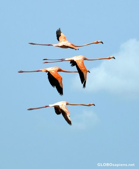Postcard Flamingo's