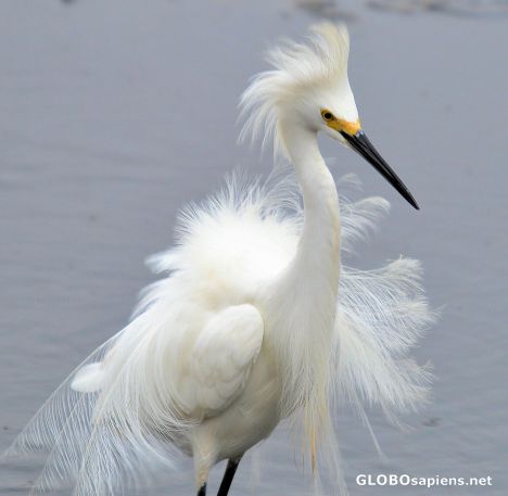 Postcard White Heron in the wind