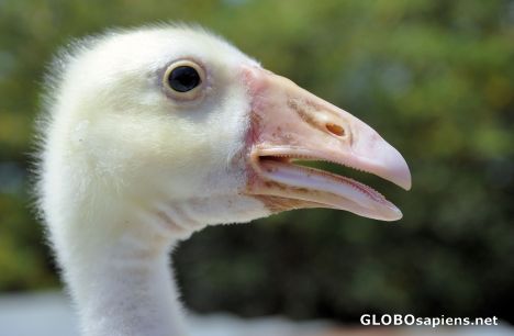 Postcard Baby Goose