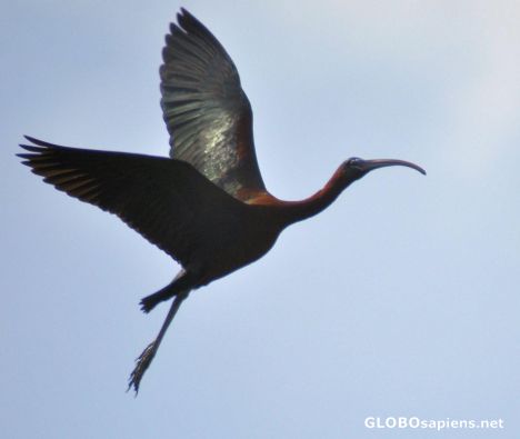 Postcard Glossy Ibis in flight..