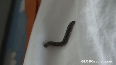 Postcard Saba worm
