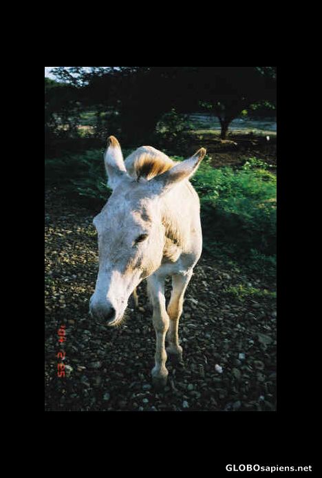 Postcard Donkeys roam free on Bonaire