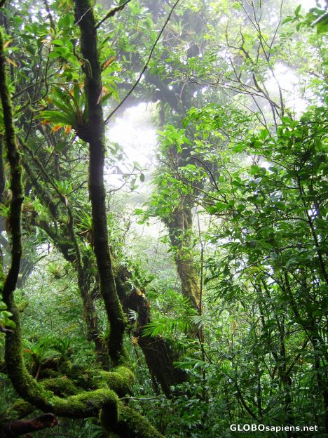 Postcard Nicaraguan Rainforest