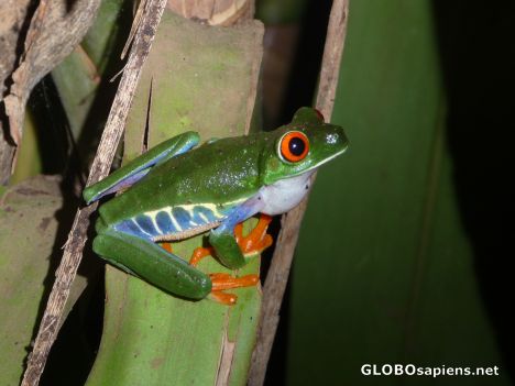 Postcard Red Eyed Tree Frog playing coy!