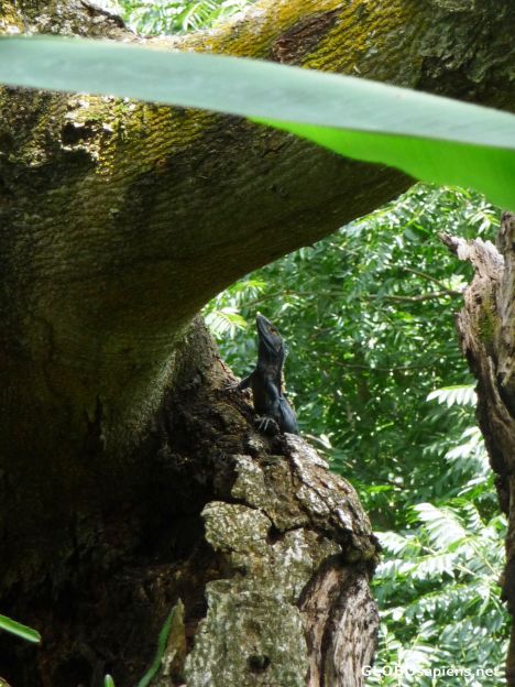 Postcard Fred: Black Iguana Up a Tree
