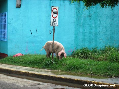 Postcard Pig waiting to take the Bus!