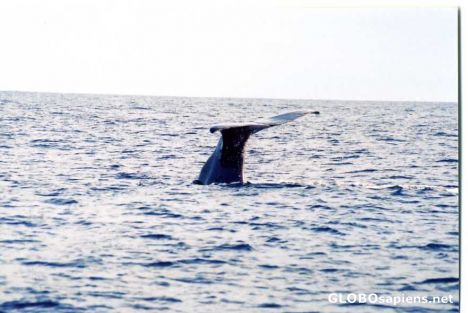 Postcard Whale watching at Kaikoura