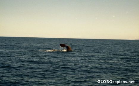 Postcard Whalewatching