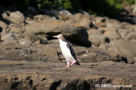 A yellow-eyed penguin, returning from fishing...