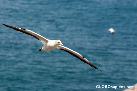 Postcard Fascinating gannet