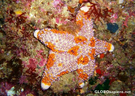 Postcard firebrick starfish