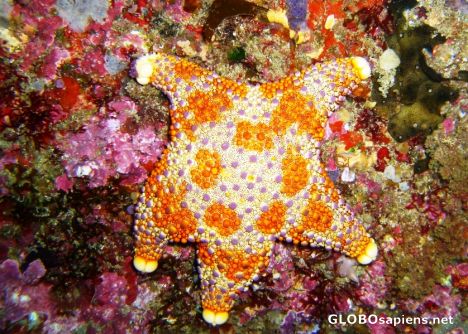 Postcard firebrick starfish