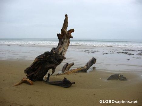 Postcard lone driftwood