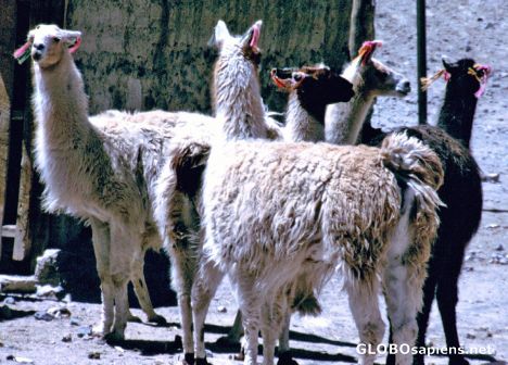Postcard Llamas