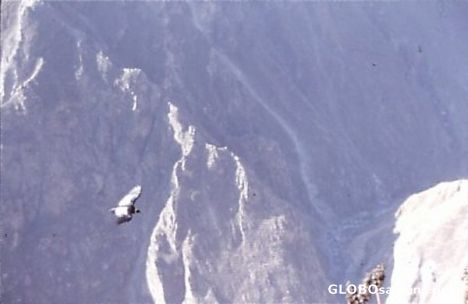 Postcard Condor over Canyon