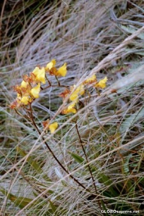 Postcard Inka Trail-Angel Orchids