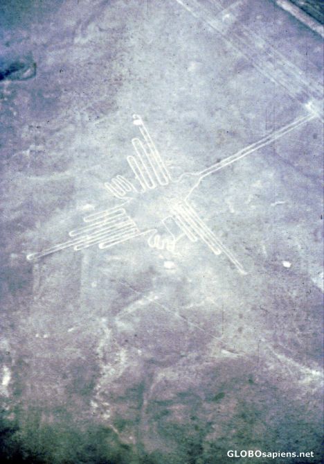 Lineas de Nazca - Colibri