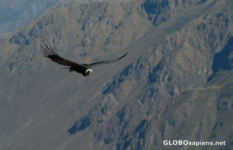 Condor Passed By
