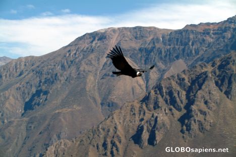 Postcard An Andean Condor passed by in Peru