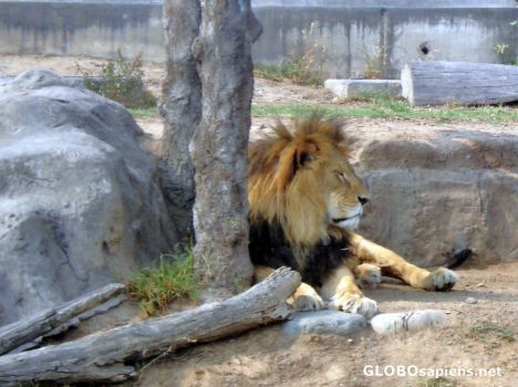 Postcard Lion in Huachipa Zoo Park