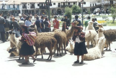 Postcard Lamas in Cusco
