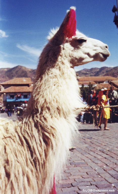Postcard Llama at the Inti Raymi.