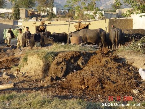 Village+pictures+of+pakistan