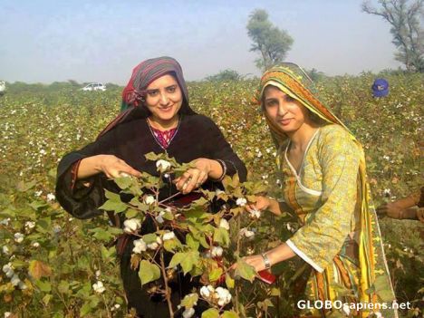 Postcard Cotton Fields in Multan Pakistan