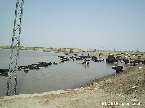 Postcard Bahawal Canal